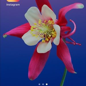 Meet your Posher, Luzelena